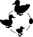 Black silhouette of life cycle of bird. Stages of development of wild duck mallard from egg to duckling and adult bird Royalty Free Stock Photo